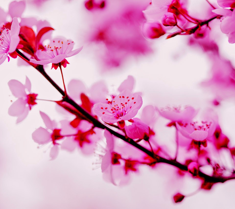 Jual Bunga  Sakura  Pink  Import Budidaya Tanaman