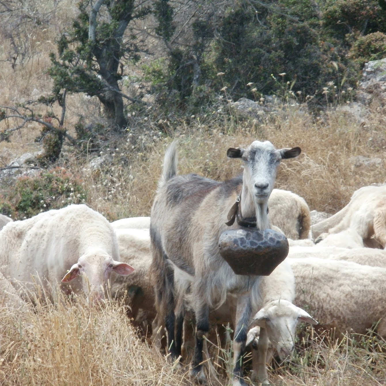 Αναγκαία η εναρμόνιση του χαρτογραφικού υποβάθρου του ΟΠΕΚΕΠΕ και η προσθήκη επιλέξιμων βοσκοτόπων