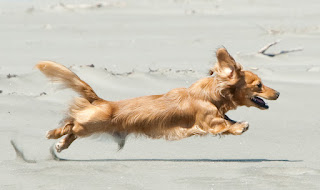Dachshund dog is running very fast
