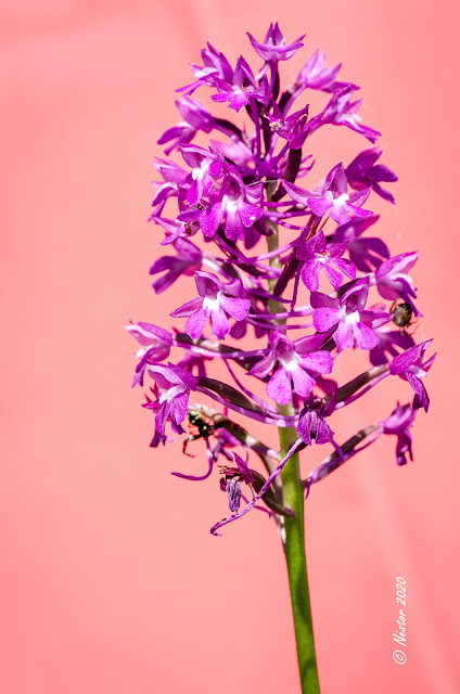 Orquídea Anacamptis Pyramidalis