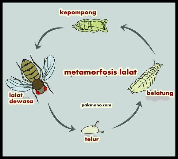 Daur hidup makhluk hidup Metamorfosis  sempurna dan 