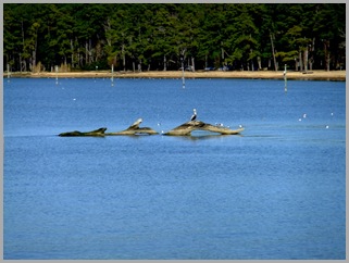 Pelican Sunning Itself On A Log