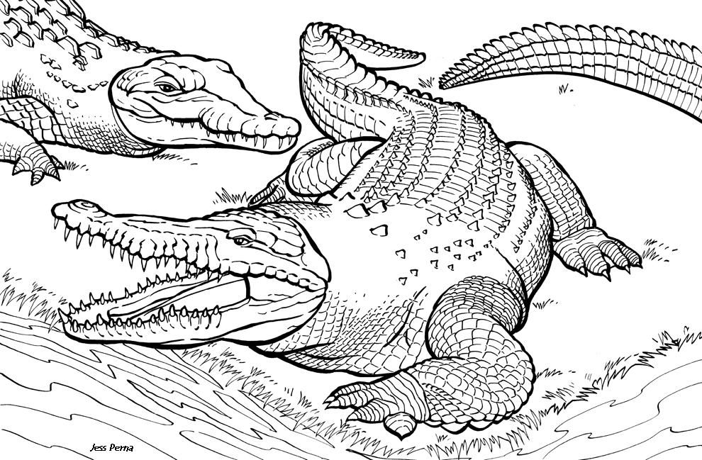 Alligator Color Page