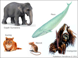 Klasifikasi dan Ciri  Ciri  Hewan  Mamalia  Dunia Satwa Kita