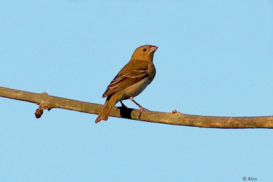 "Common Rosefinch (Carpodacus erythrinus) perched on a branch. The male displays vibrant red plumage, while the female has more subdued tones. Distinctive markings on the wings and a small, conical bill."