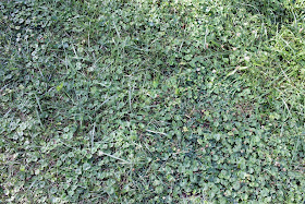 What my "lawn" looks like, there's some grass!