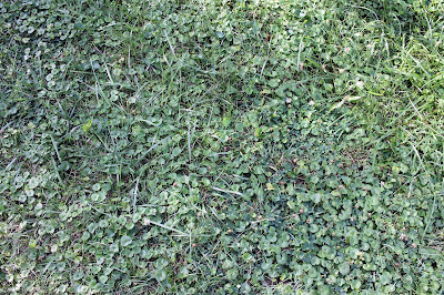 What my "lawn" looks like, there's some grass!