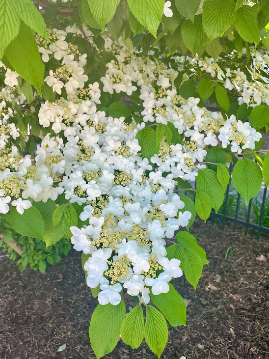 The Hershey Gardens