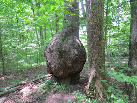 large burl on tree