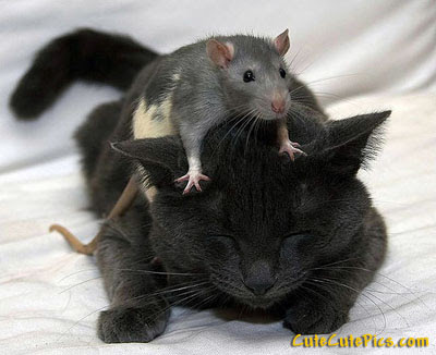 Cute Mouse and Cat Photo