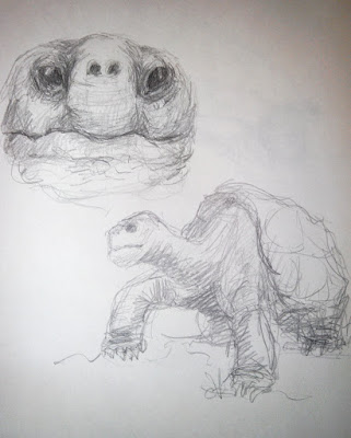 illustration sketches tortues turtle