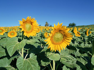 SunFlower Feilds Desktop Wallpaper