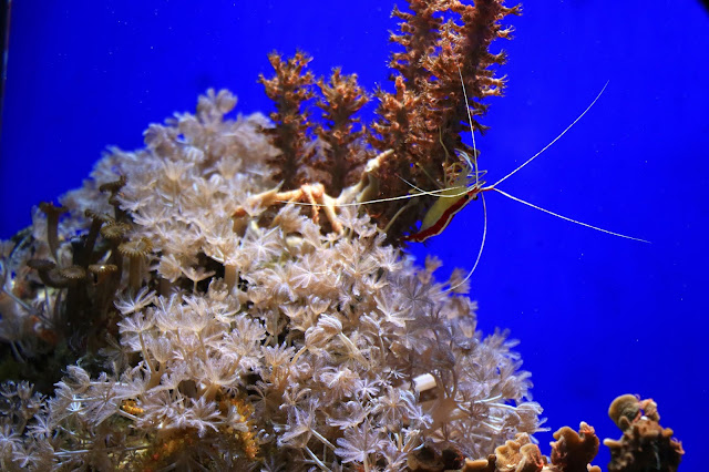 Musee Oceanographique de Monaco