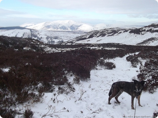 blencathra and dawg