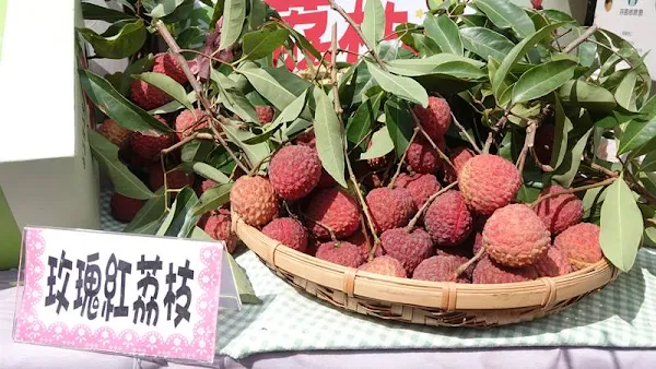 ▲台農3號玫瑰紅荔枝又叫「拉鍊荔枝」，特點在於底部有縫合線，因此很容易剝開，剝開後可以聞到很濃的玫瑰香味。（圖／記者林明佑攝）