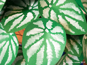 Watermelon Peperomia paper plant by we laugh indoors