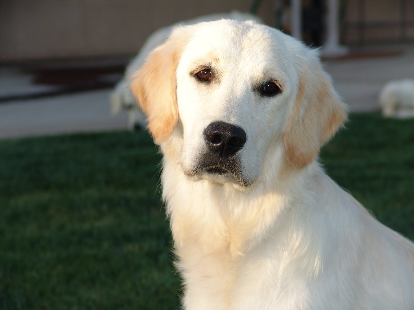 All About Golden Retrievers!: Understanding Adult Care for ...