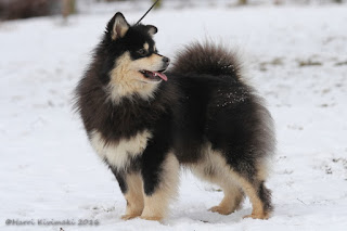 Lecibsin Ukas to Elbereth - Finnish Lapphund