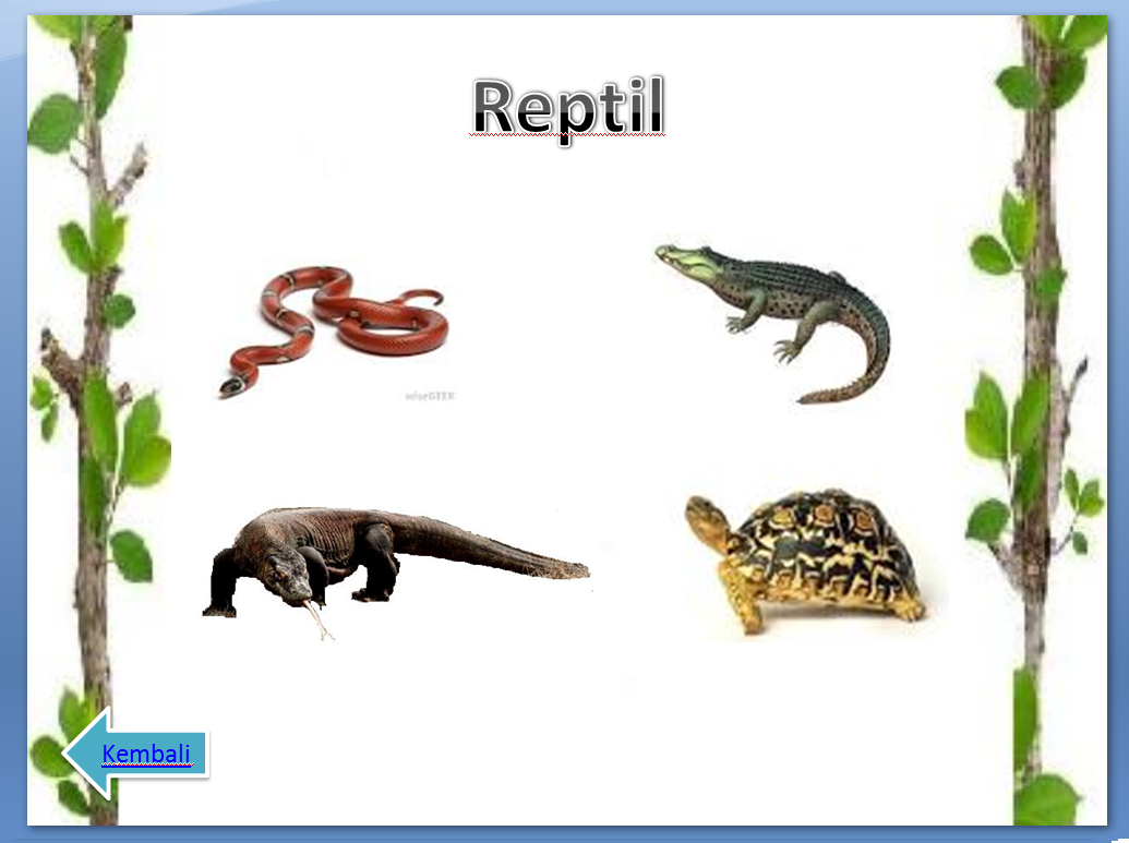  Contoh  Hewan  Reptil  Yang Termasuk Karnivora Herbivora 
