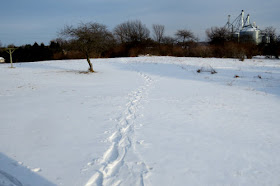 snowshoe tracks