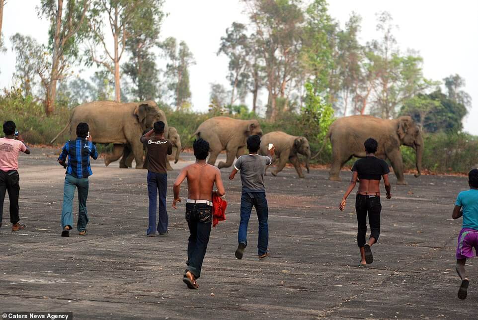 Indian Villagers Went To Extreme Lengths Attacking Mother Elephant And Her Calf With Firebombs