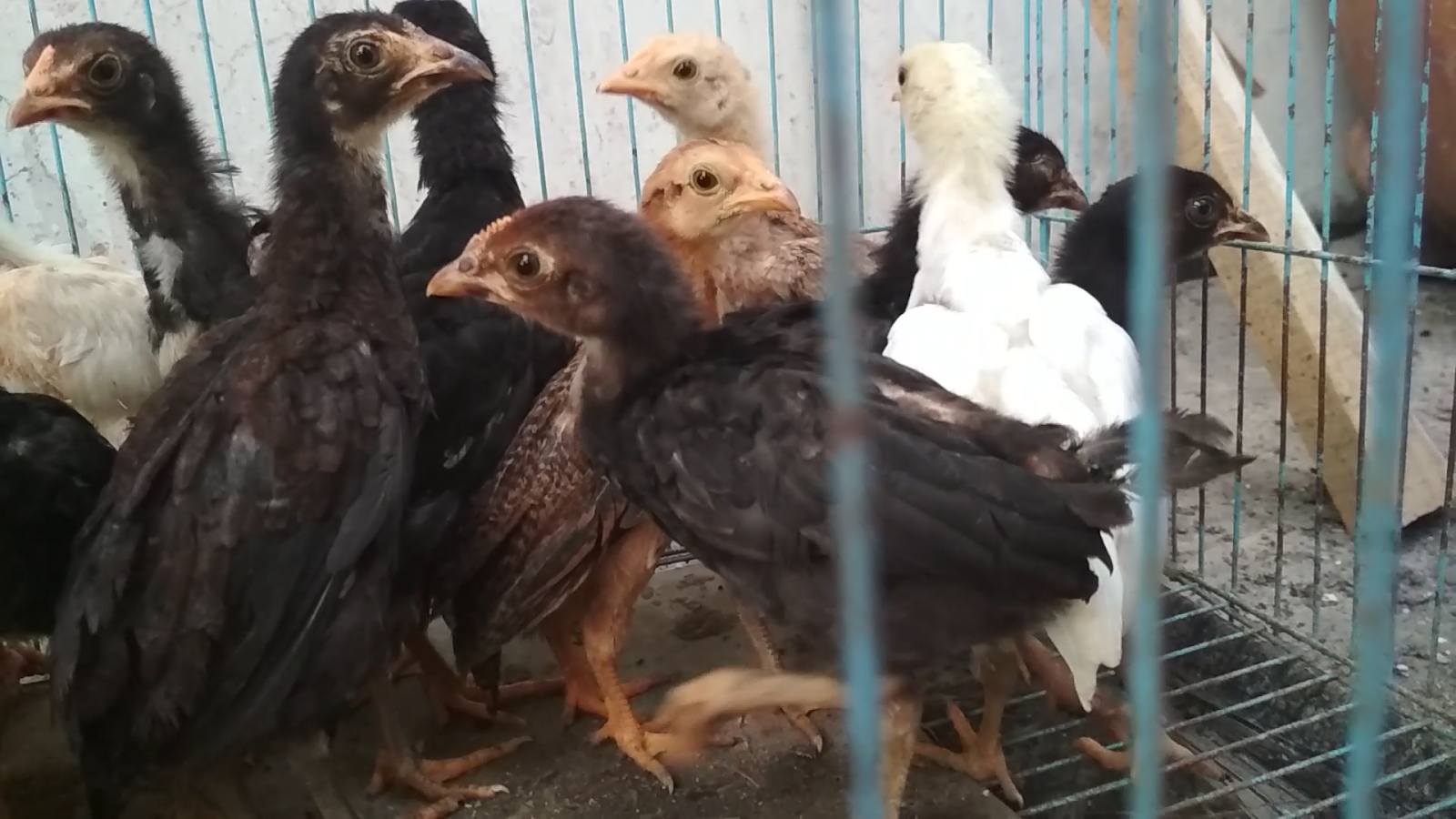 Anak Ayam Kampung Umur 1 Bulan Siap Jual