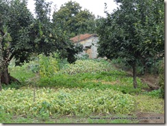 Cretino espalha herbicida em cultivo 2011