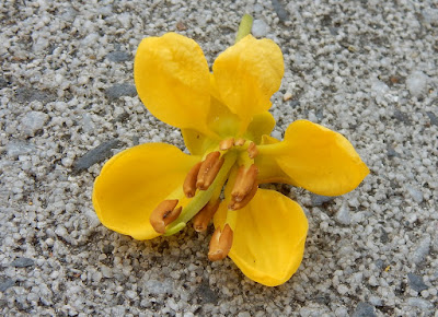 鐵刀木的花