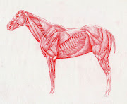 Horse Anatomy Study