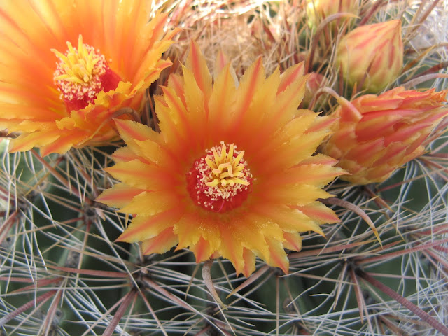 Ferocactus Wislizeni