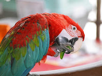 Parrot Colorful Bird Wallpaper