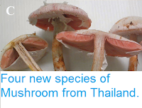 http://sciencythoughts.blogspot.co.uk/2015/02/four-new-species-of-mushroom-from.html