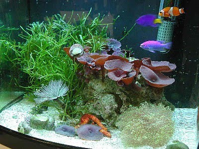 tropical fish tank decorations. The decorations can be