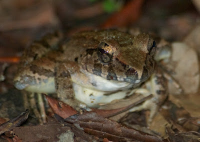 Giant River Frog (Limnonectes leporinus)