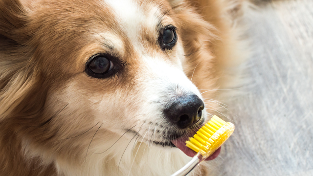 10 Tips for Better Dental Health in Dogs