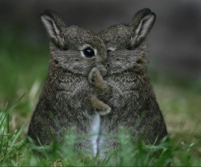 Animals Hugging Seen On www.coolpicturegallery.us