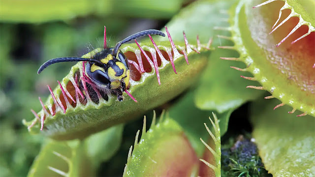 Venus Flytrap