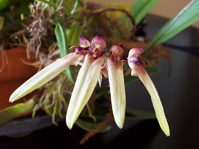 Bulbophyllum longiflorum care and culture