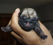New Pug Puppy. Here she is! She is out of Arvay's Lonestar To Treasure x .