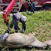  Bombeiros do 8ºGBM resgatam cavalo que caiu em galeria pluvial em Jequié (BA)