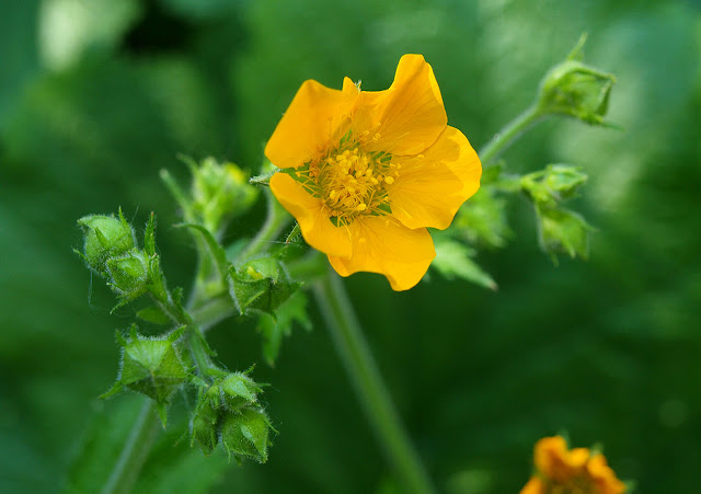 Вороновия прекрасная (Woronowia speciosa)