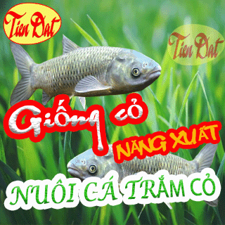 Top 4 loại giống cỏ nuôi cá trắm cỏ tốt nhất HIỆN NAY