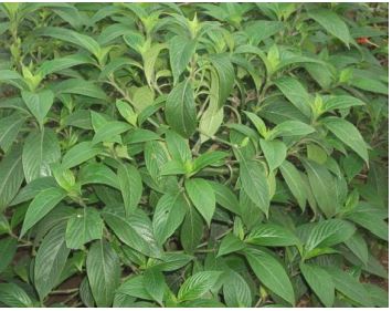 Effect of growth regulators on rooting of Andrographis neesiana Wight. – a valuable endemic medicinal plant of India