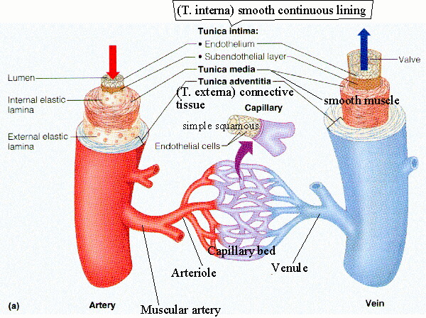 liebe hass spr�che. liebe hass spr che. circulatory system diagram. circulatory system diagram.