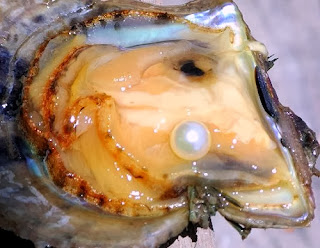 Beautiful Pearl Jewelry and Pearl Shell, Animal, Sea Animals, Molluscs, Pearl, Pearl Shell,