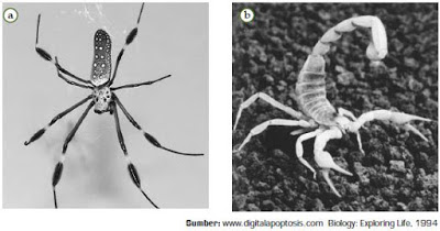 Klasifikasi Filum Arthropoda Contoh  serta Ciri Ciri Hewan  