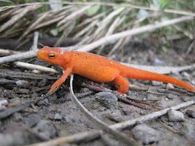 orange salamander, what is it, pennsylvania, cold weather, northern ussalamander