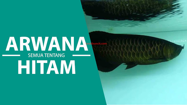 Black Arwana: Si HITAM Mewah dari KALIMANTAN yang Wajib Jadi Koleksi dan Investasi