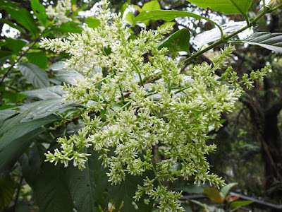 水錦樹的花序