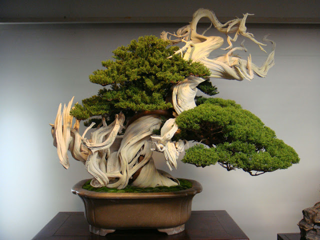 A magnifica arte do Bonsai